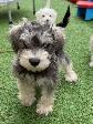 Schnauzer Nain - Photo 6