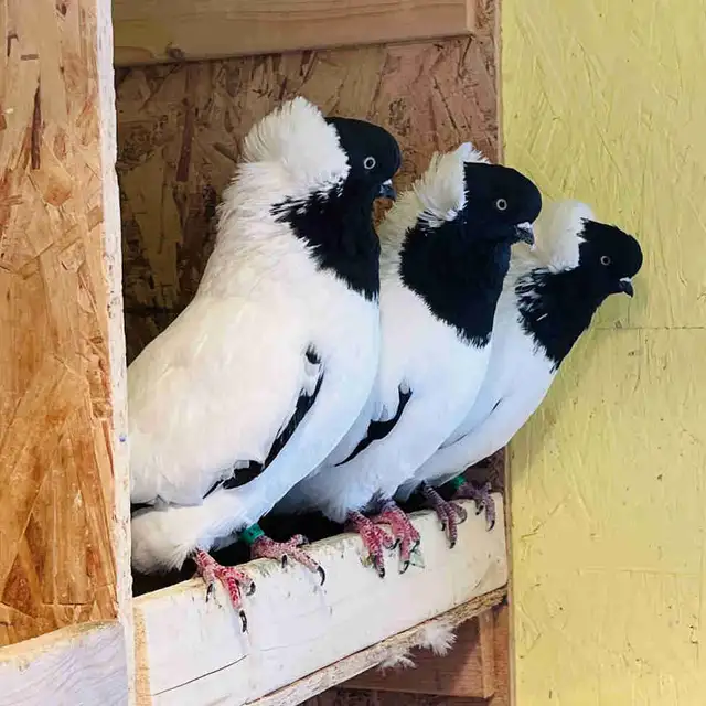 Rare Nun Pigeons - Breeding Pair. $80 per bird.