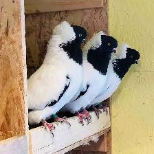 Rare Nun Pigeons - Breeding Pair. $80 per bird.