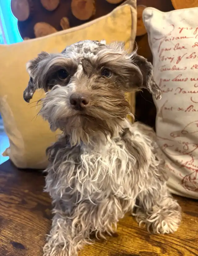 Selling Minature Liver Tan Schnauzer!