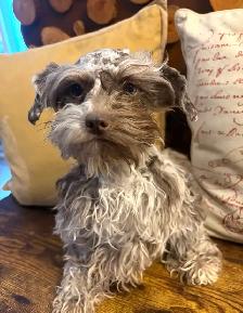 Selling Minature Liver Tan Schnauzer!