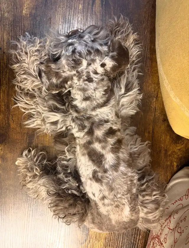 Selling Minature Liver Tan Schnauzer! - Photo 2