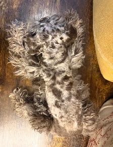 Selling Minature Liver Tan Schnauzer! - Photo 2