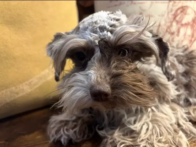 Selling Minature Liver Tan Schnauzer! - Photo 3