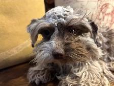 Selling Minature Liver Tan Schnauzer! - Photo 3