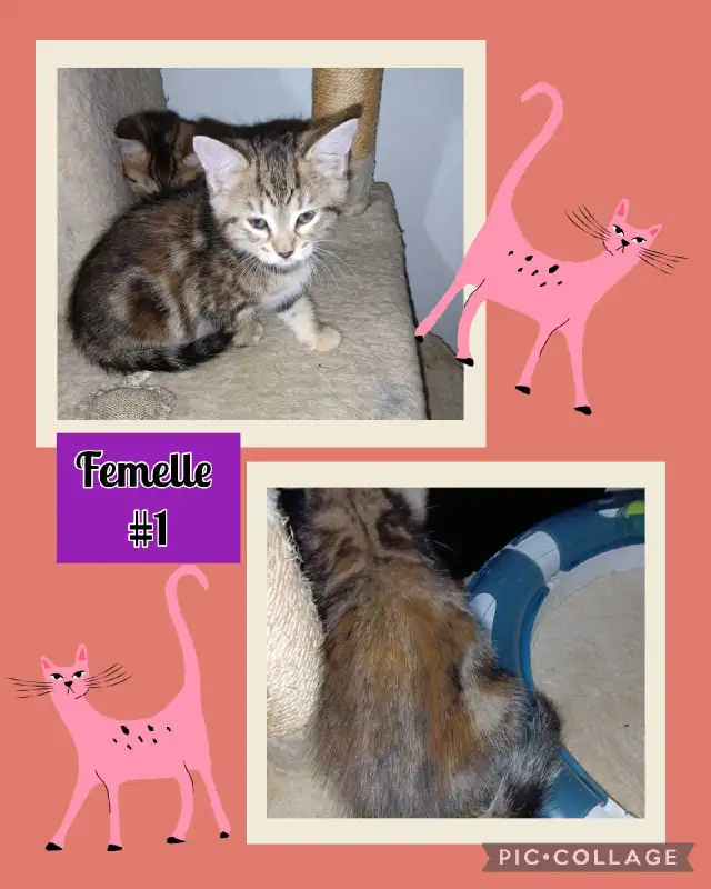 Chatons Bengal/Savannah mixte, 2 Femelles et 2 Mâles de 2 mois