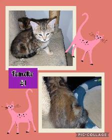 Chatons Bengal/Savannah mixte, 2 Femelles et 2 Mâles de 2 mois