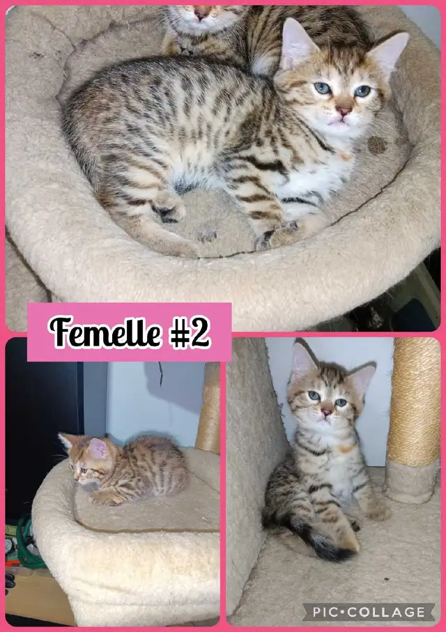 Chatons Bengal/Savannah mixte, 2 Femelles et 2 Mâles de 2 mois - Photo 2