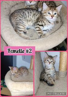 Chatons Bengal/Savannah mixte, 2 Femelles et 2 Mâles de 2 mois - Photo 2