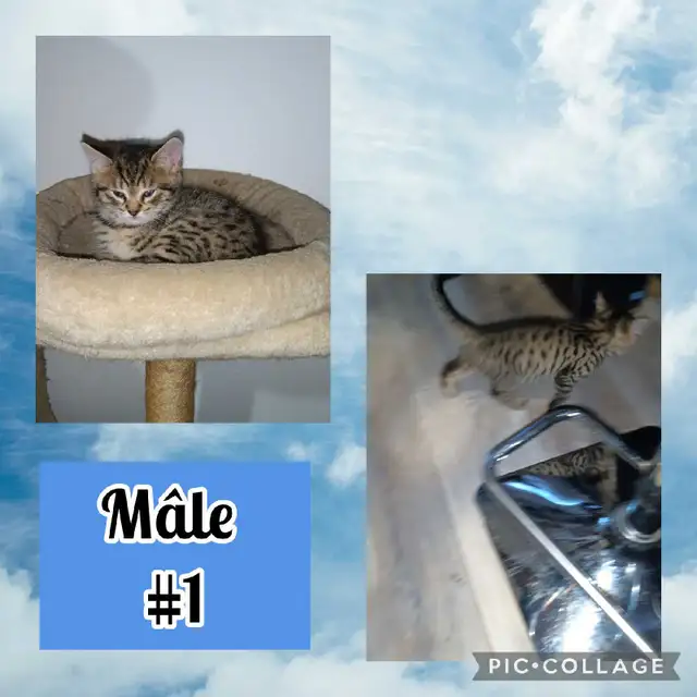 Chatons Bengal/Savannah mixte, 2 Femelles et 2 Mâles de 2 mois - Photo 3