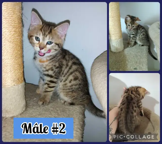 Chatons Bengal/Savannah mixte, 2 Femelles et 2 Mâles de 2 mois - Photo 4