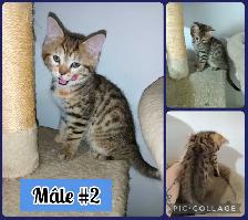 Chatons Bengal/Savannah mixte, 2 Femelles et 2 Mâles de 2 mois - Photo 4