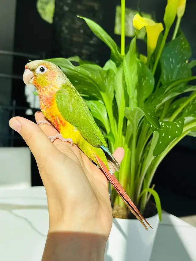 super friendly and handtame conure babies