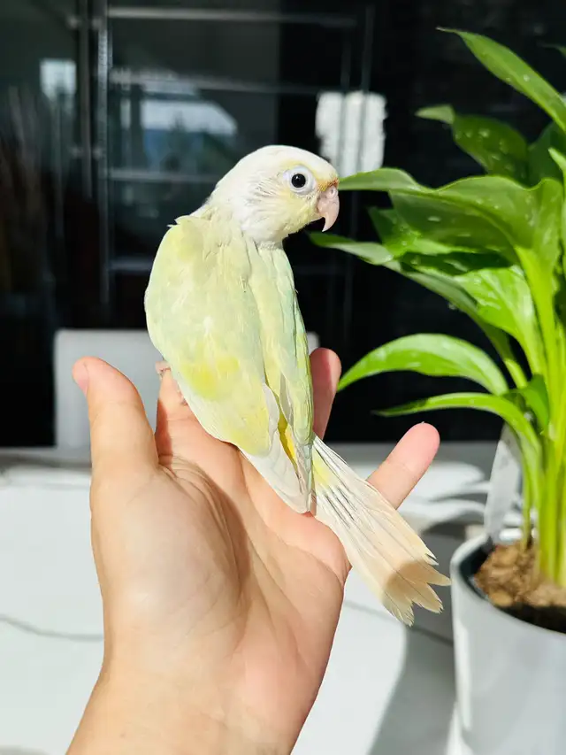 super friendly and handtame conure babies - Photo 4