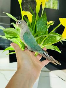 handfed and handtame conures