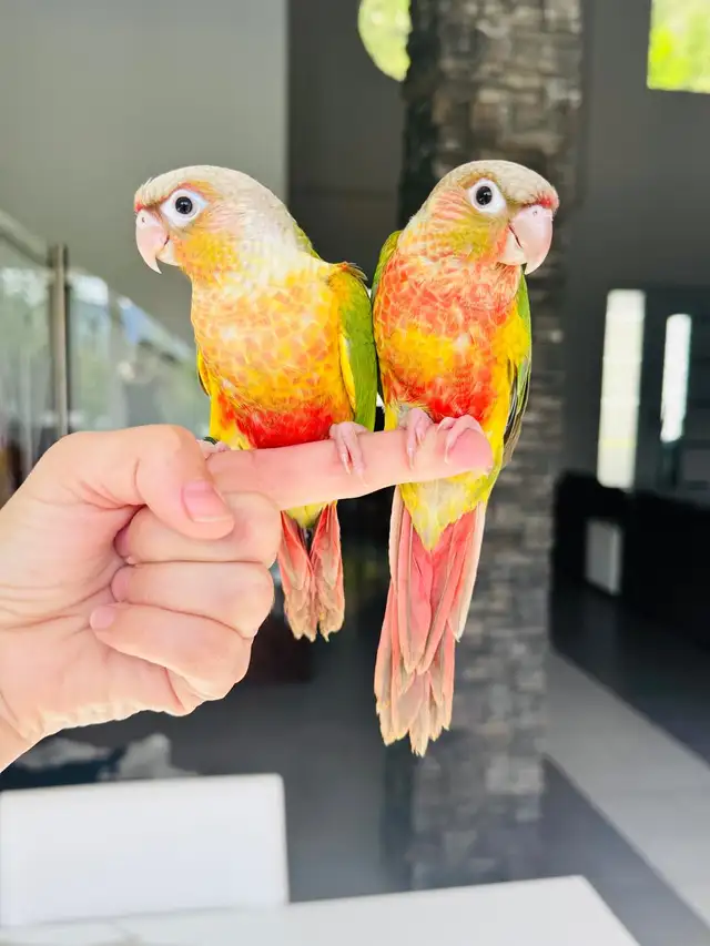 handtame and handfed conure babies