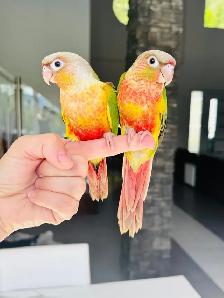 handtame and handfed conure babies