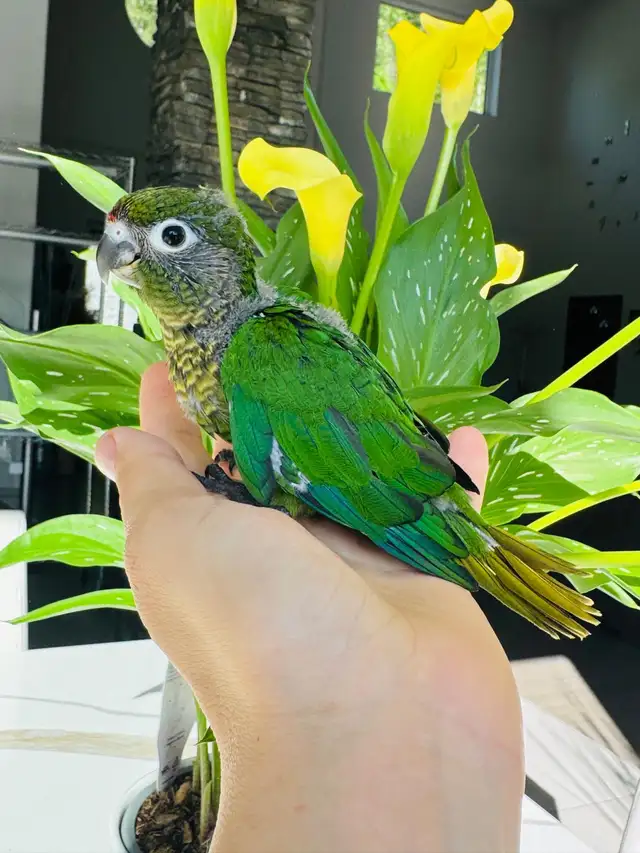 handtame and handfed conure babies - Photo 2