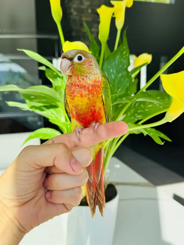 handtame and handfed conure babies - Photo 3