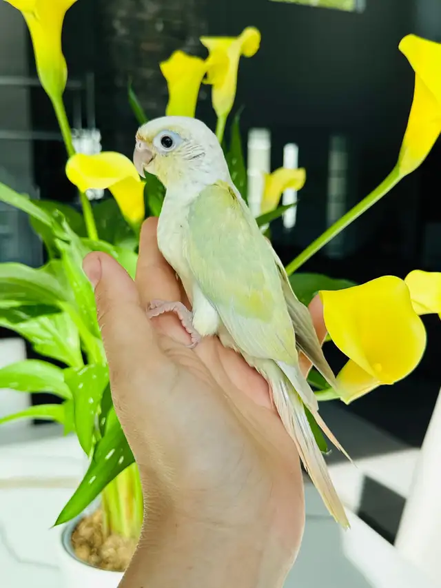 handtame and handfed conure babies - Photo 4