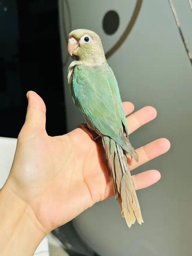 handtame and handfed conure babies - Photo 6