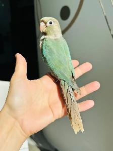 handtame and handfed conure babies - Photo 6