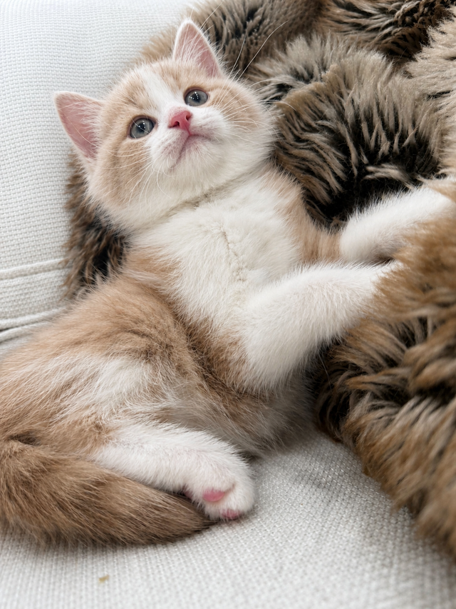 Chaton Siberien hypoallergene