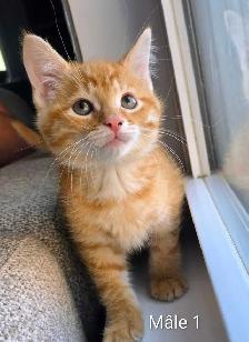 Chatons Mignons Prêt ❤️