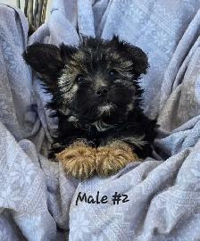 Morkie pups