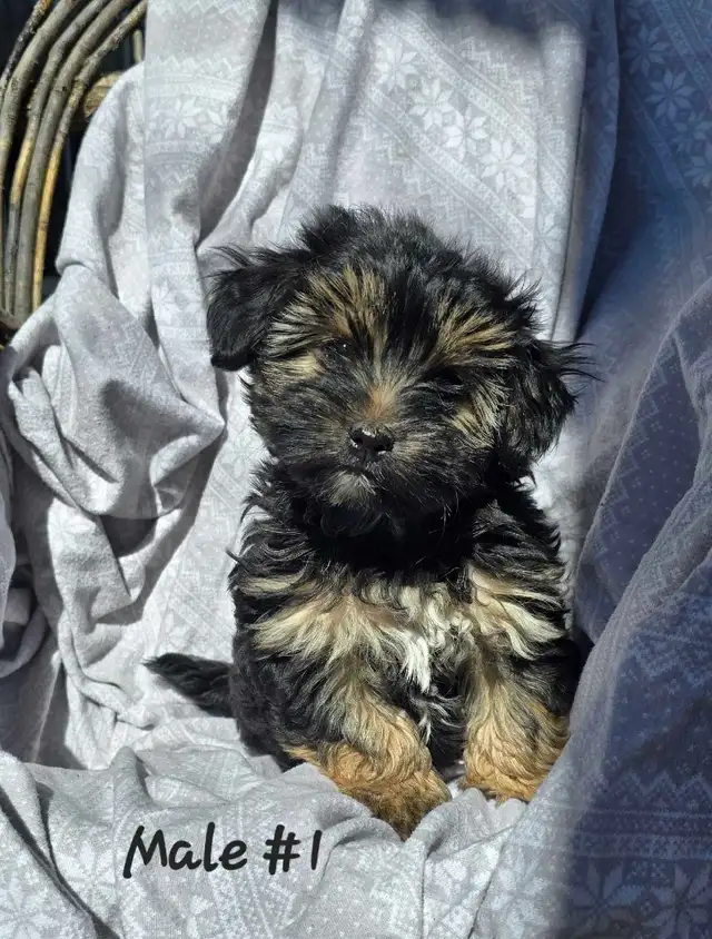 Morkie pups - Photo 2