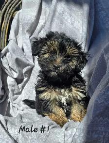 Morkie pups - Photo 2