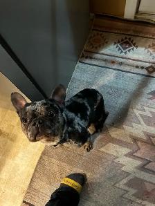 French bull