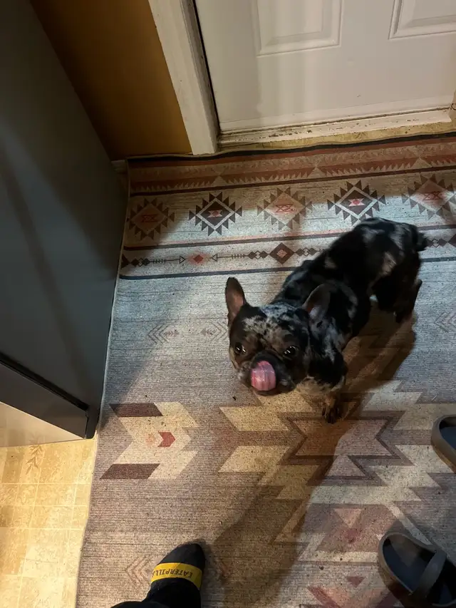 French bull - Photo 2