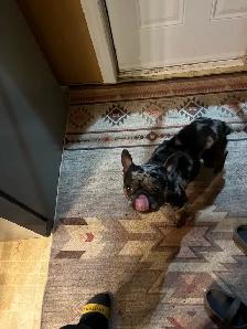 French bull - Photo 2