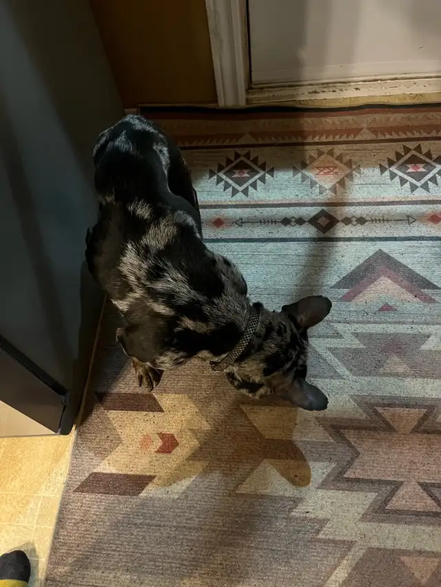 French bull - Photo 3