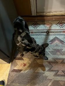 French bull - Photo 3