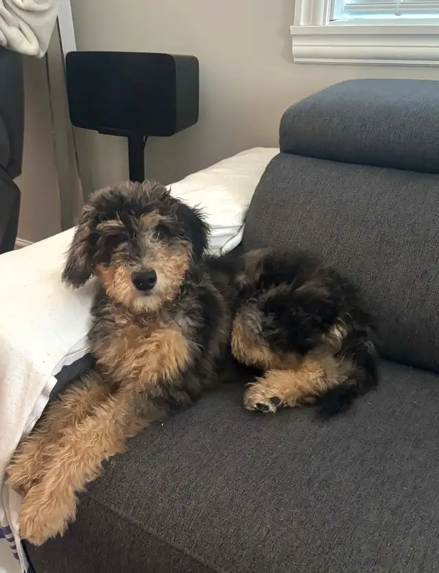 Chienne 5 mois hypoallergène