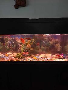 75 Gallon Aquarium For Sale - Photo 3