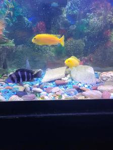 75 Gallon Aquarium For Sale - Photo 7