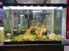 20 Gallon Aquarium For Sale - Photo 5
