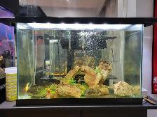 20 Gallon Aquarium For Sale - Photo 6