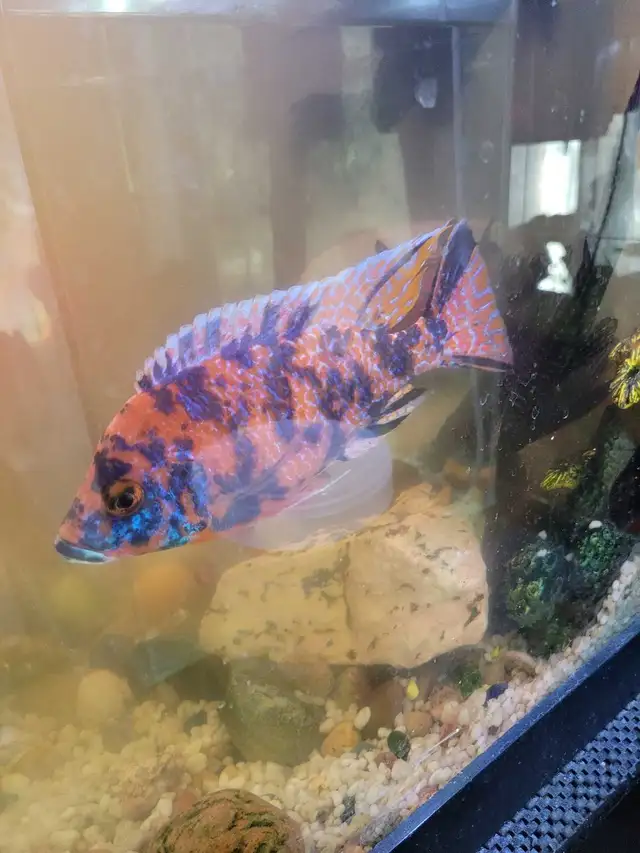 OB Peacock For Sale