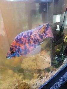 OB Peacock For Sale