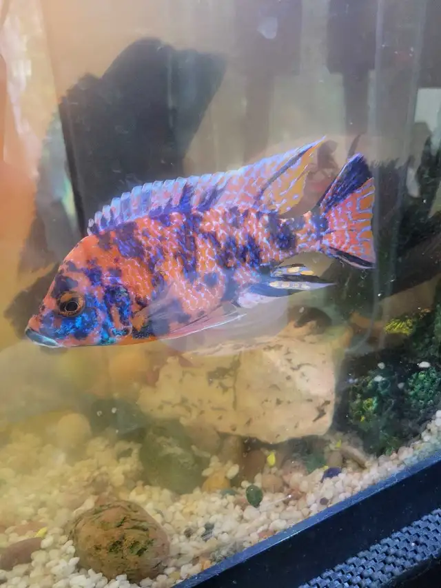 OB Peacock For Sale - Photo 2