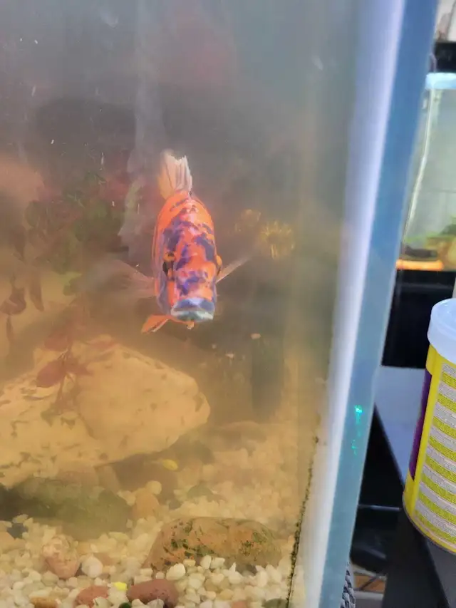 OB Peacock For Sale - Photo 3