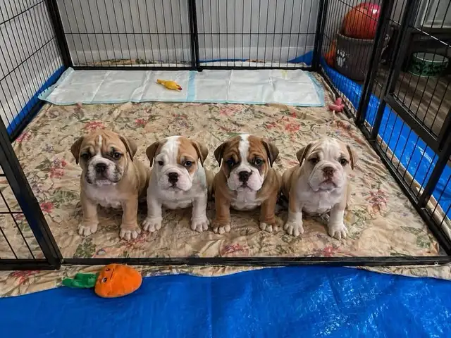 Olde English Bulldog Puppies