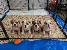 Olde English Bulldog Puppies