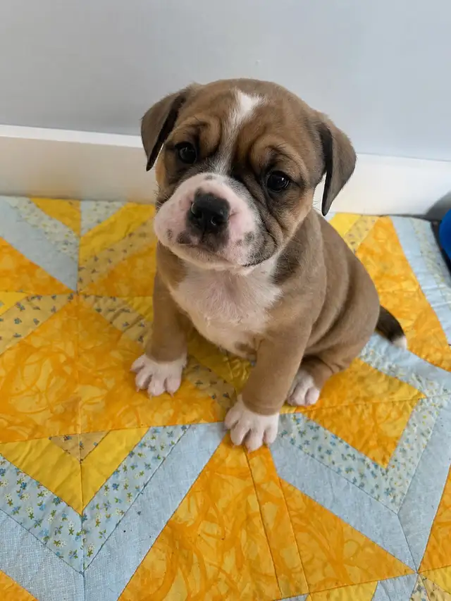 Olde English Bulldog Puppies - Photo 2