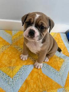 Olde English Bulldog Puppies - Photo 2