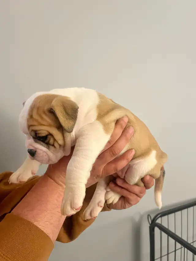 Olde English Bulldog Puppies - Photo 3